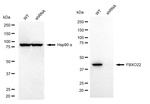 FBXO22 Antibody in Western Blot (WB)