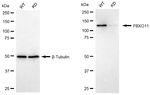 FBXO11 Antibody in Western Blot (WB)