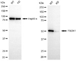 Fascin Antibody in Western Blot (WB)