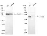 FARSB Antibody in Western Blot (WB)