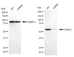 FANCC Antibody in Western Blot (WB)