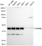 FAM98B Antibody in Western Blot (WB)