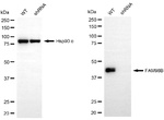 FAM98B Antibody in Western Blot (WB)