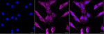 FAK Antibody in Immunocytochemistry (ICC/IF)
