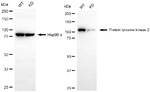 FAK Antibody in Western Blot (WB)