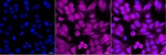 FAF1 Monoclonal Antibody (24GB8245)