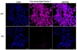 FAF1 Antibody in Immunocytochemistry (ICC/IF)