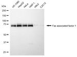 FAF1 Antibody in Western Blot (WB)