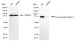 FAF1 Antibody in Western Blot (WB)