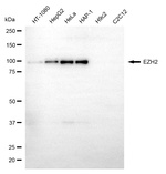 EZH2 Antibody in Western Blot (WB)