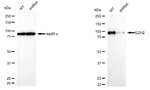 EZH2 Antibody in Western Blot (WB)
