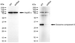 EXOSC3 Antibody in Western Blot (WB)