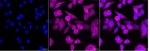 EXOSC1 Antibody in Immunocytochemistry (ICC/IF)