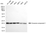 EXOSC1 Antibody in Western Blot (WB)