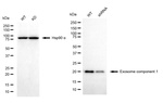 EXOSC1 Antibody in Western Blot (WB)