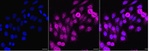 EXOSC1 Antibody in Immunocytochemistry (ICC/IF)