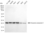 EXOSC1 Antibody in Western Blot (WB)