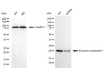 EXOSC1 Antibody in Western Blot (WB)