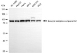 EXOC2 Antibody in Western Blot (WB)