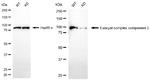 EXOC2 Antibody in Western Blot (WB)
