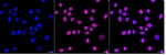 EWSR1 Recombinant Rabbit Monoclonal Antibody (25GB3500)