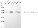 EWSR1 Antibody in Western Blot (WB)
