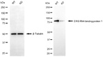 EWSR1 Antibody in Western Blot (WB)