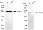 ERp72 Antibody in Western Blot (WB)