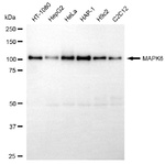 ERK3 Recombinant Rabbit Monoclonal Antibody (25GB4360)