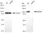 ERK3 Antibody in Western Blot (WB)