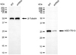ERAB Antibody in Western Blot (WB)