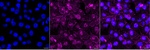 Epsin 1 Antibody in Immunocytochemistry (ICC/IF)