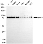 Epsin 1 Antibody in Western Blot (WB)