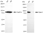Epsin 1 Antibody in Western Blot (WB)