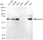 Epsin 2 Antibody in Western Blot (WB)