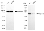 Epsin 2 Antibody in Western Blot (WB)