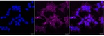 Epsin 2 Monoclonal Antibody (24GB8190)