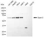 Epsin 2 Antibody in Western Blot (WB)