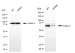 Epsin 2 Antibody in Western Blot (WB)