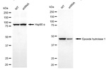EPHX1 Antibody in Western Blot (WB)