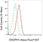 ENOPH1 Antibody in Flow Cytometry (Flow)