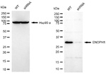 ENOPH1 Antibody in Western Blot (WB)