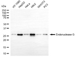 ENDOG Antibody in Western Blot (WB)