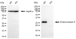 ENDOG Antibody in Western Blot (WB)