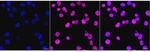 EMAP II Recombinant Rabbit Monoclonal Antibody (24GB6900)