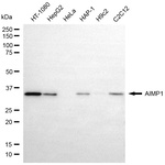 EMAP II Antibody in Western Blot (WB)