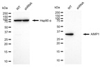EMAP II Antibody in Western Blot (WB)