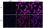 ELP3 Antibody in Immunocytochemistry (ICC/IF)