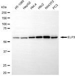 ELP3 Antibody in Western Blot (WB)