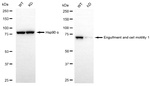 ELMO1 Antibody in Western Blot (WB)